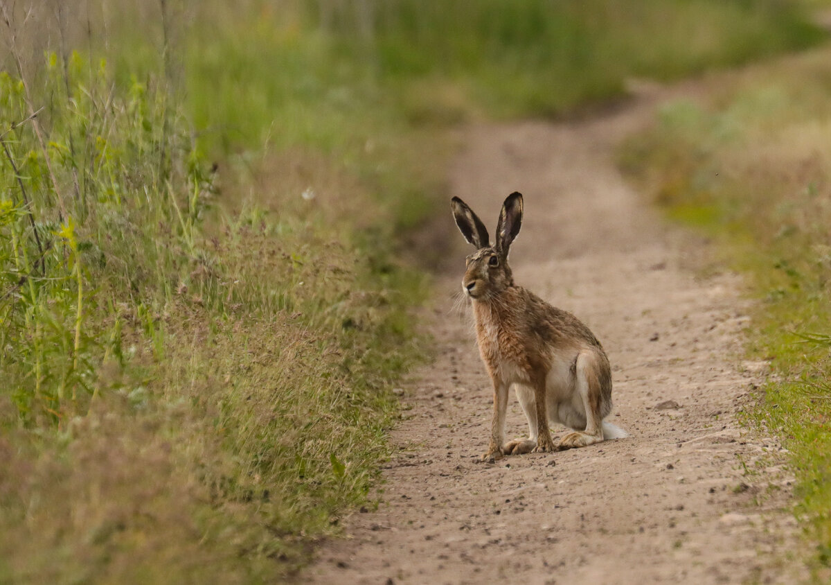 В раздумье...