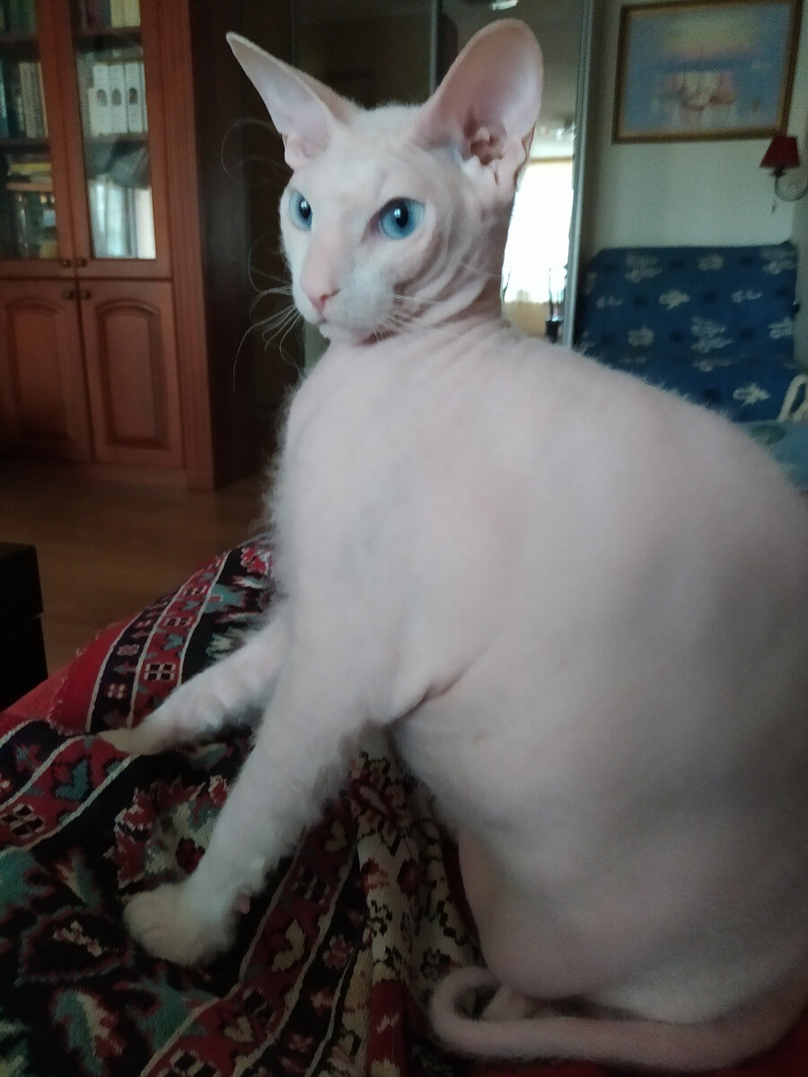 Когда котам целлофана недодают