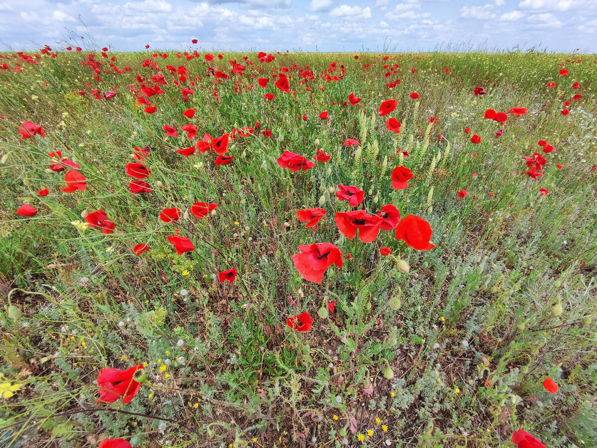 Маковое безумие в Крыму в разгаре | жизнь и Крым | Дзен