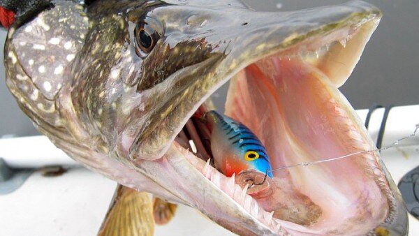 Поклёвка щуки на воблер