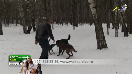 Дрессировка стаи собак, команды сидеть лежать стоять, в борьбе за игрушку