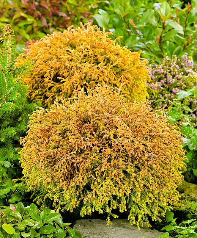 Туя Голден Таффет