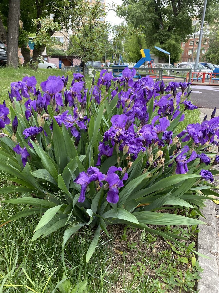 Московских дворов вам в ленту. Фото автора 