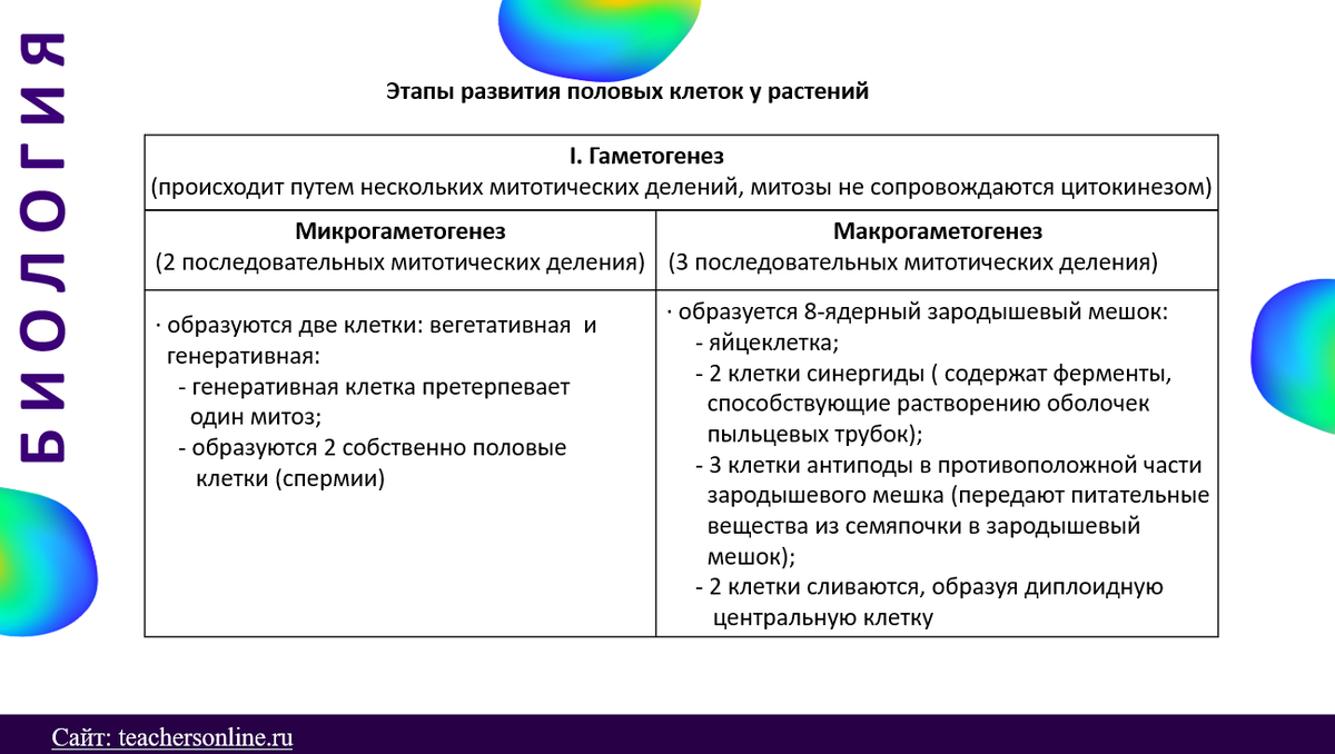 Процесс развития и формирование половых клеток. Развитие половых клеток.