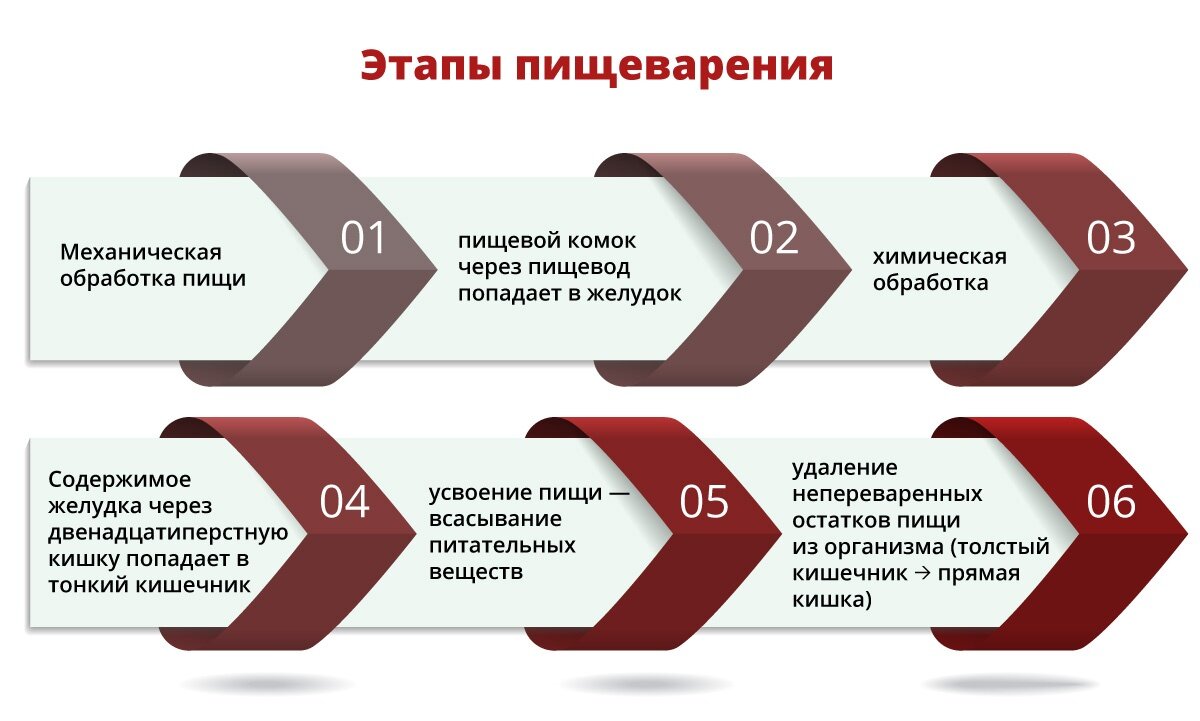 Почему возникают проблемы с пищеварением? | Фейспластика и остеопатия | Дзен