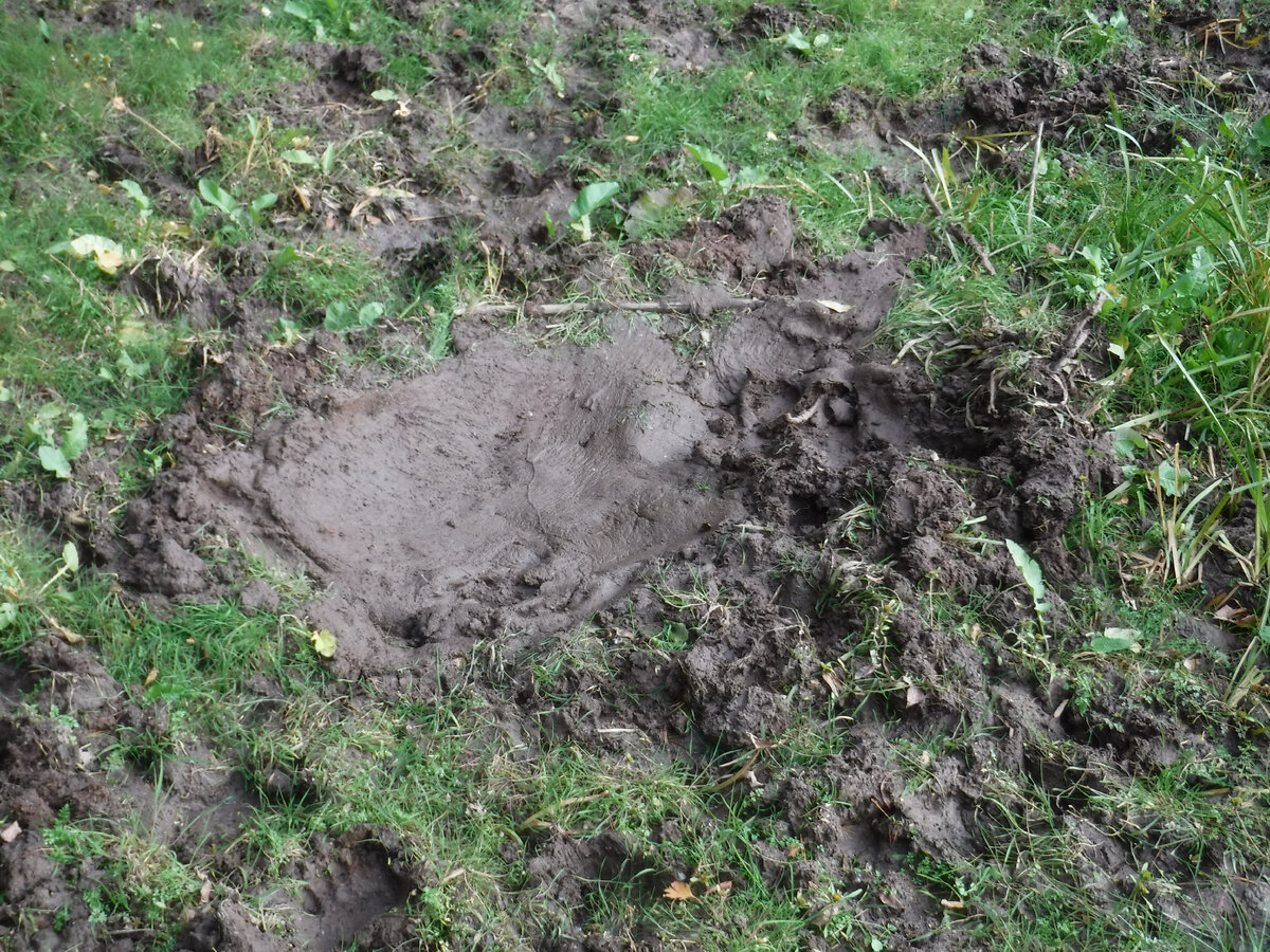 На полужидкой грязи в зоне временного затопления, где недавно валялся кабан, хорошо отпечатались даже отдельные щетинки. Фото автора.