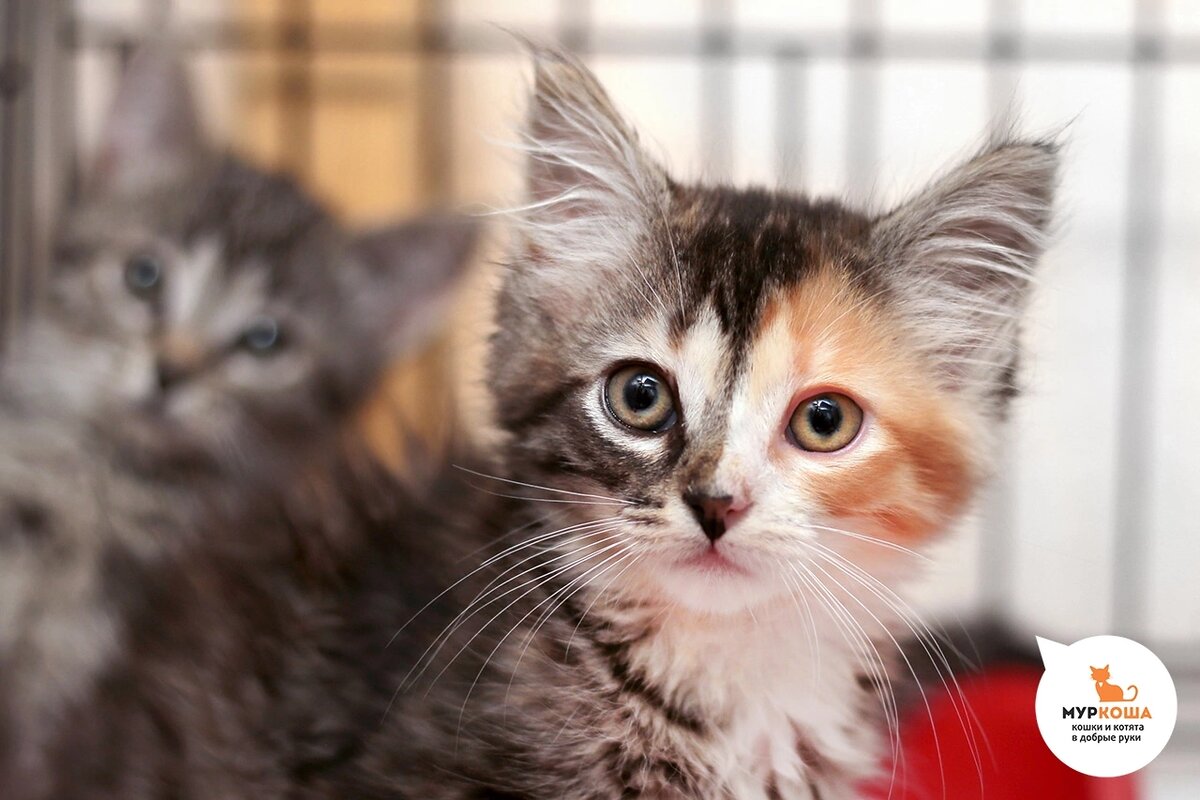 Мицури нашли на автомойке вместе с сестрой.