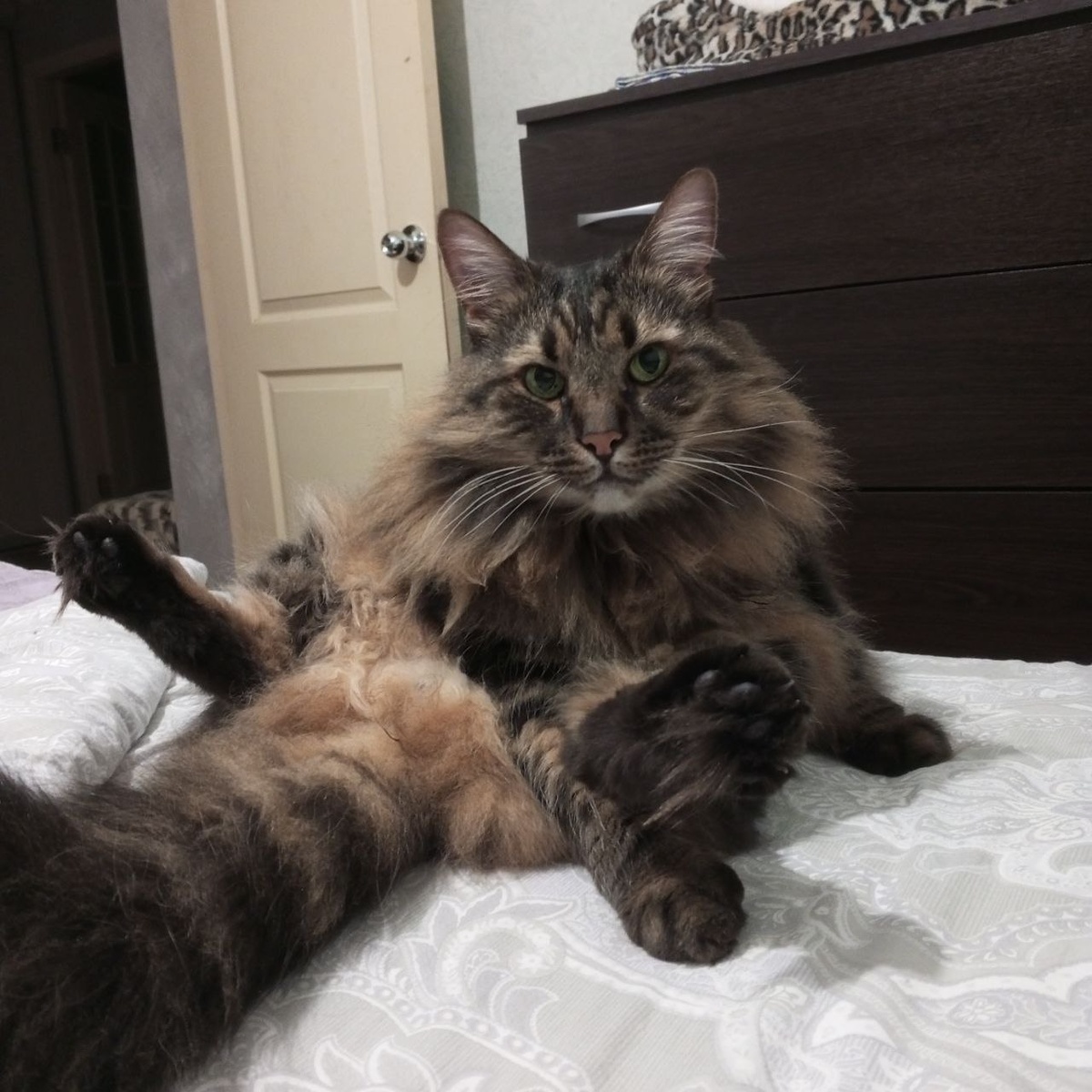 Котофей Кузя
