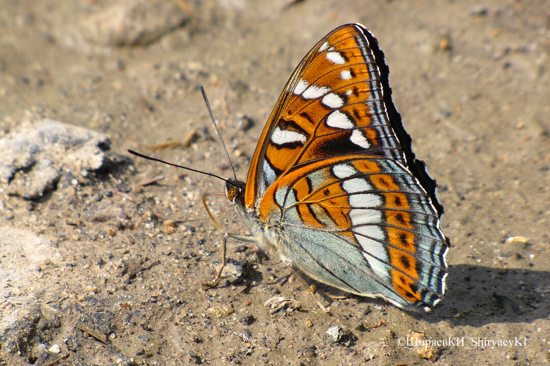 ЛЕНТОЧНИК  ТОПОЛЁВЫЙ…