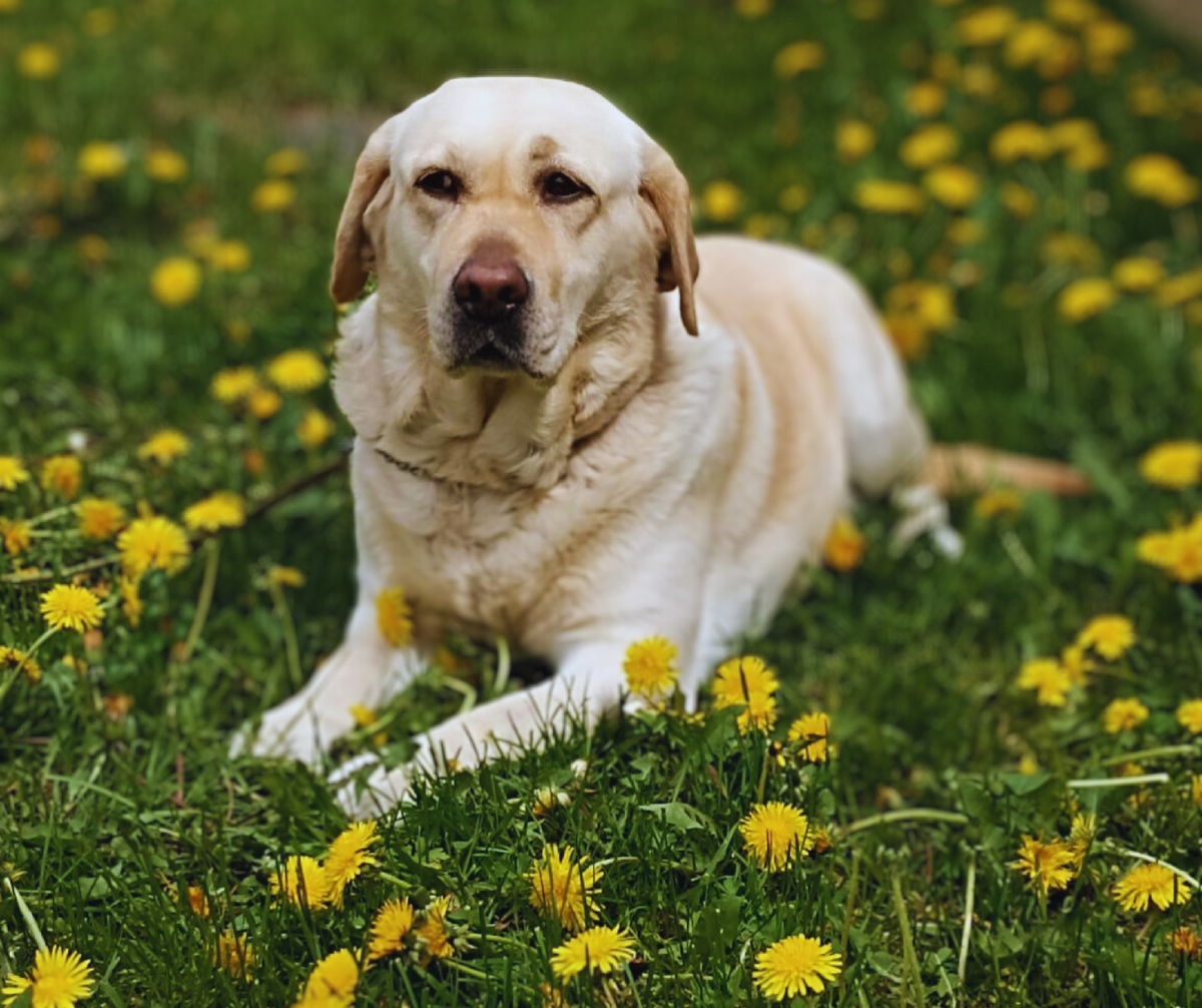 🐶 Друзья, мы хотим познакомить Вас с очень нежной и красивой девочкой с  прекрасным именем Жеминьи! 🥰 | Зелёный пёс - клуб служебных собак в  отставке | Дзен