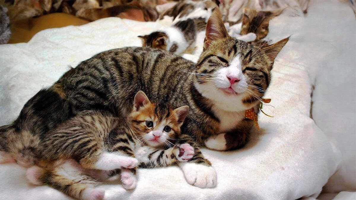 источник фото: attuale.ru