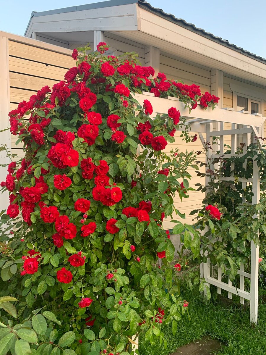 шикарные розы в саду Марины