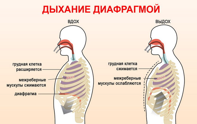 Как происходит диафрагмальное дыхание 