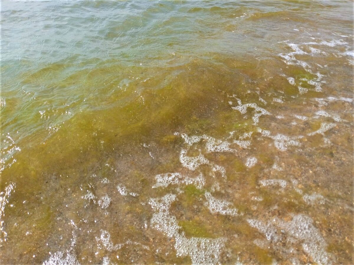 анапа цветущее море