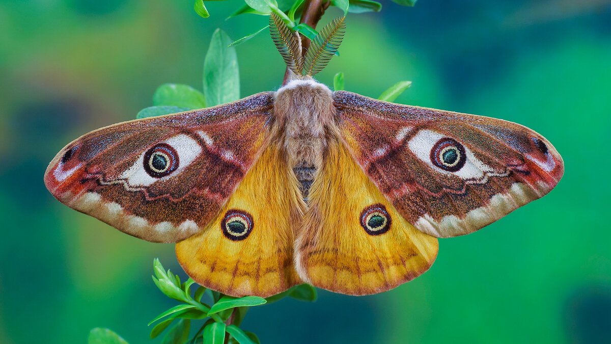 Pin on Moths