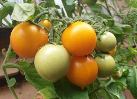 Зрелые томатики в кисти