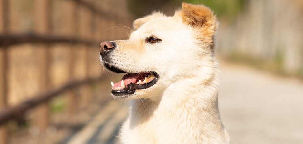 С 2015 года организация Humane Society International спасла 2500 собак в Южной Корее Фото: © StudioPixs / Shutterstock / FOTODOM
