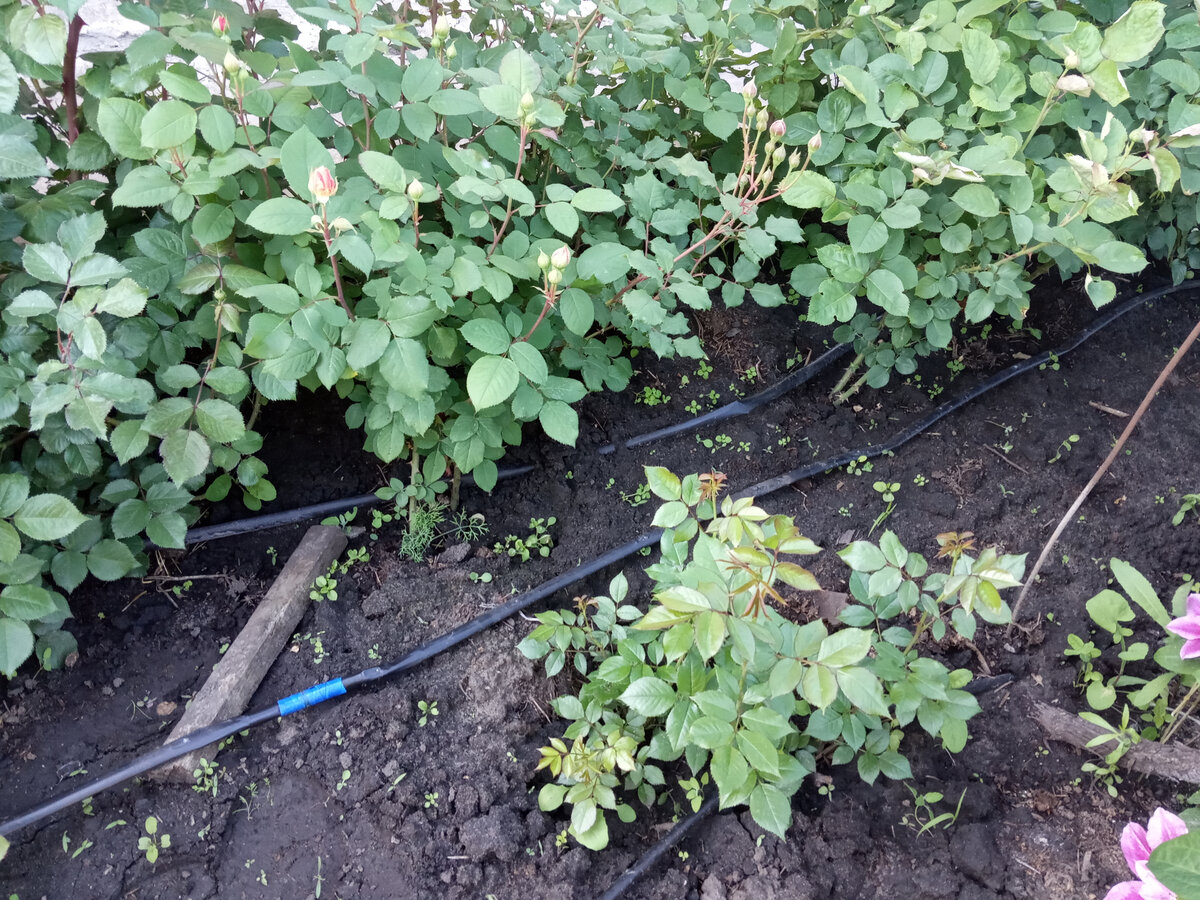 Замульчированный навозом розарий 04.06.2023. Больше месяца прошло после мульчирования