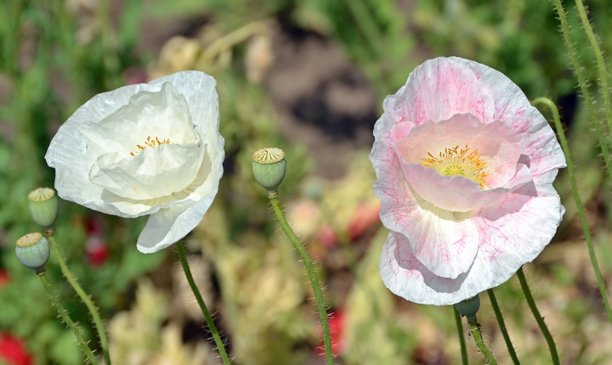28. Мак фиолетовый с желтой серединкой картина. Мак самосейка семена. Мак разборы. Основы грамоты звуковой анализ слова мак.