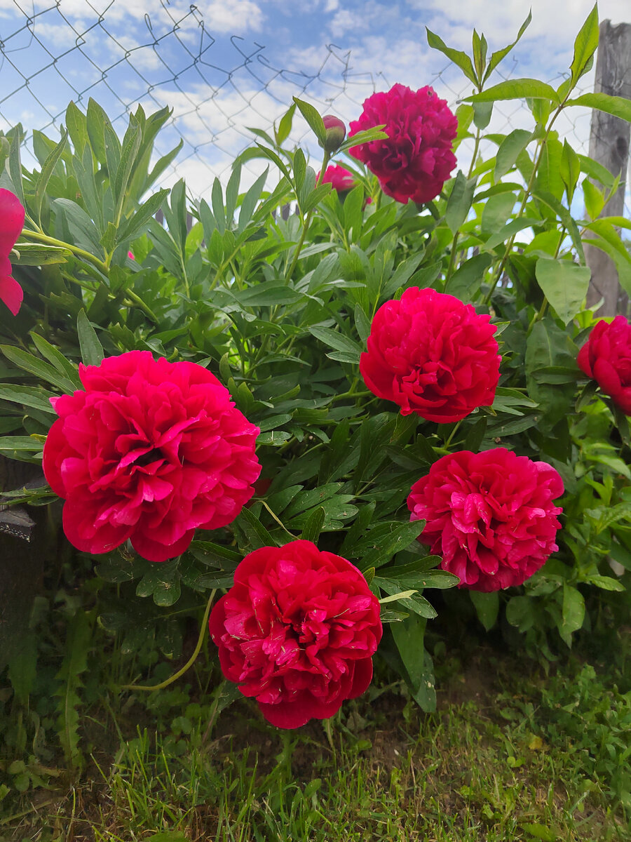 Цветущие пионы