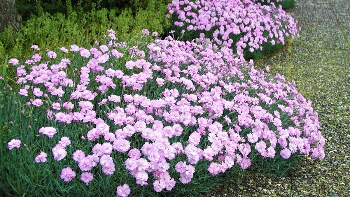 Гвоздика перистая Dianthus plumarius