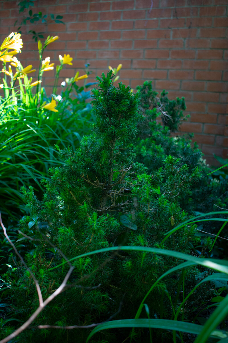 Какая прелесть. Маленькое и живое чудо природы. Фотография автора статьи. 