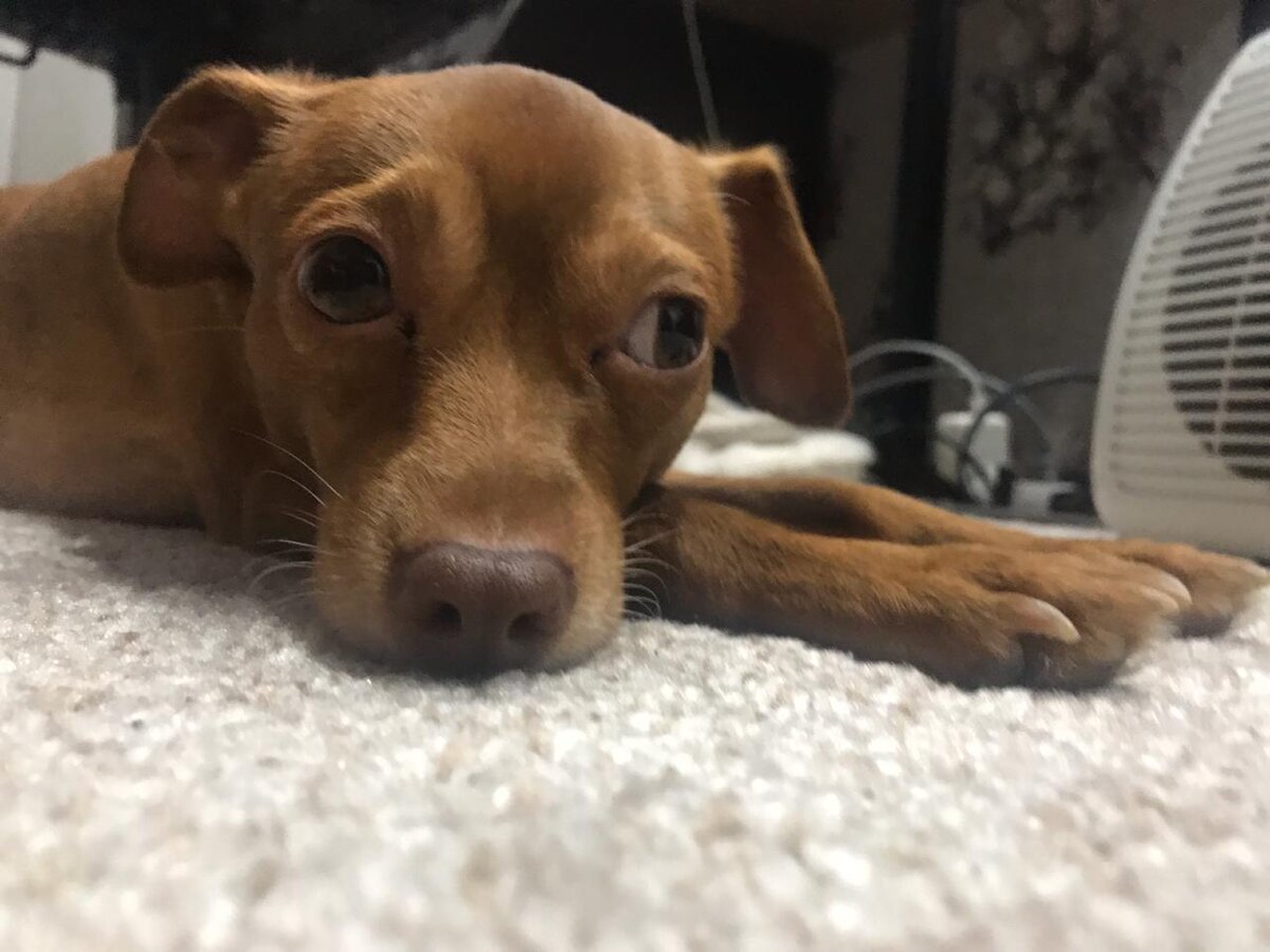 Фото сделано владельцем канала 