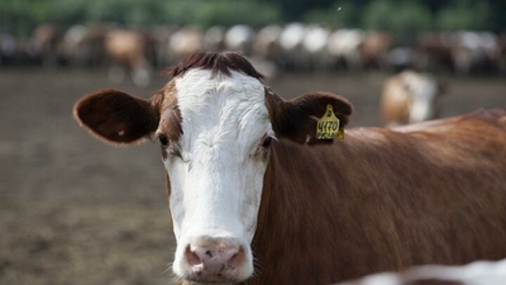 ФОТО: NIKOLAY GYNGAZOV/GLOBALLOOKPRESS