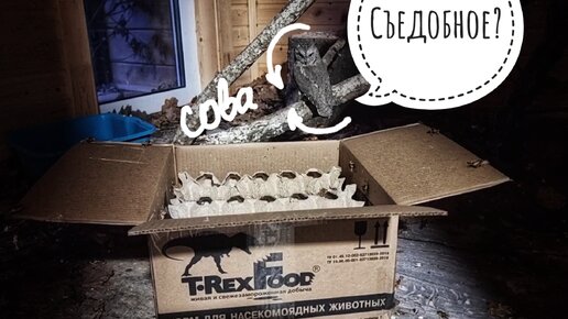 Совы сплюшки охотятся на коробку со сверчками из T-RexFood. Очень внезапные совы!