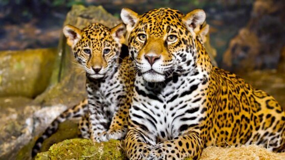    Какой сегодня праздник: 11 июня – Всемирный день ягуара Иван Обухов