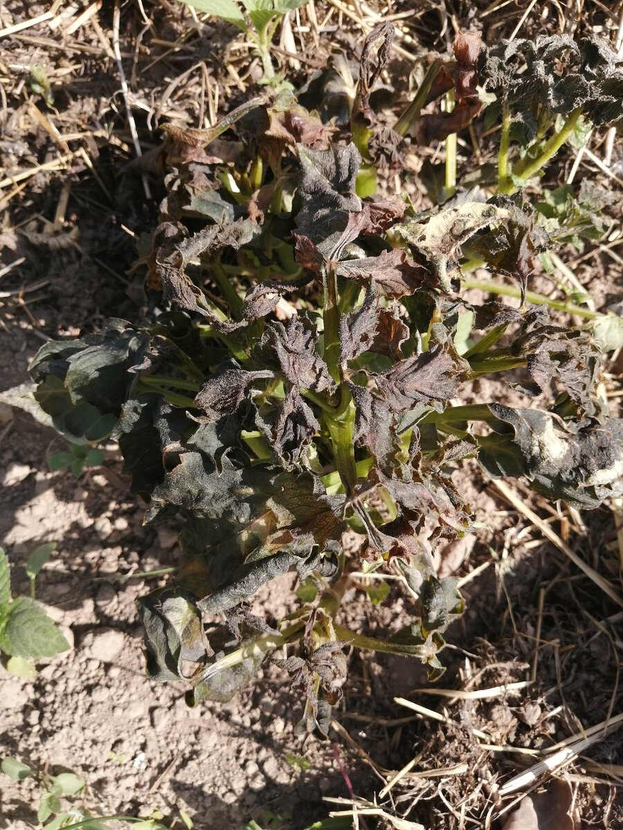 Георгин побитый заморозком