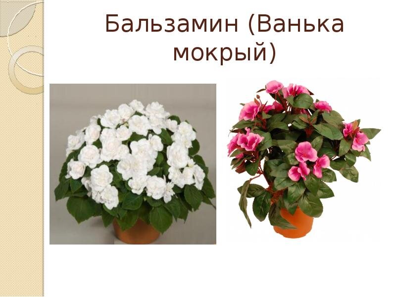 Как поливать мокрую ваньку. Бальзамин комнатный. Бальзамин Ванька. Цветок бальзамин Ванька мокрый.