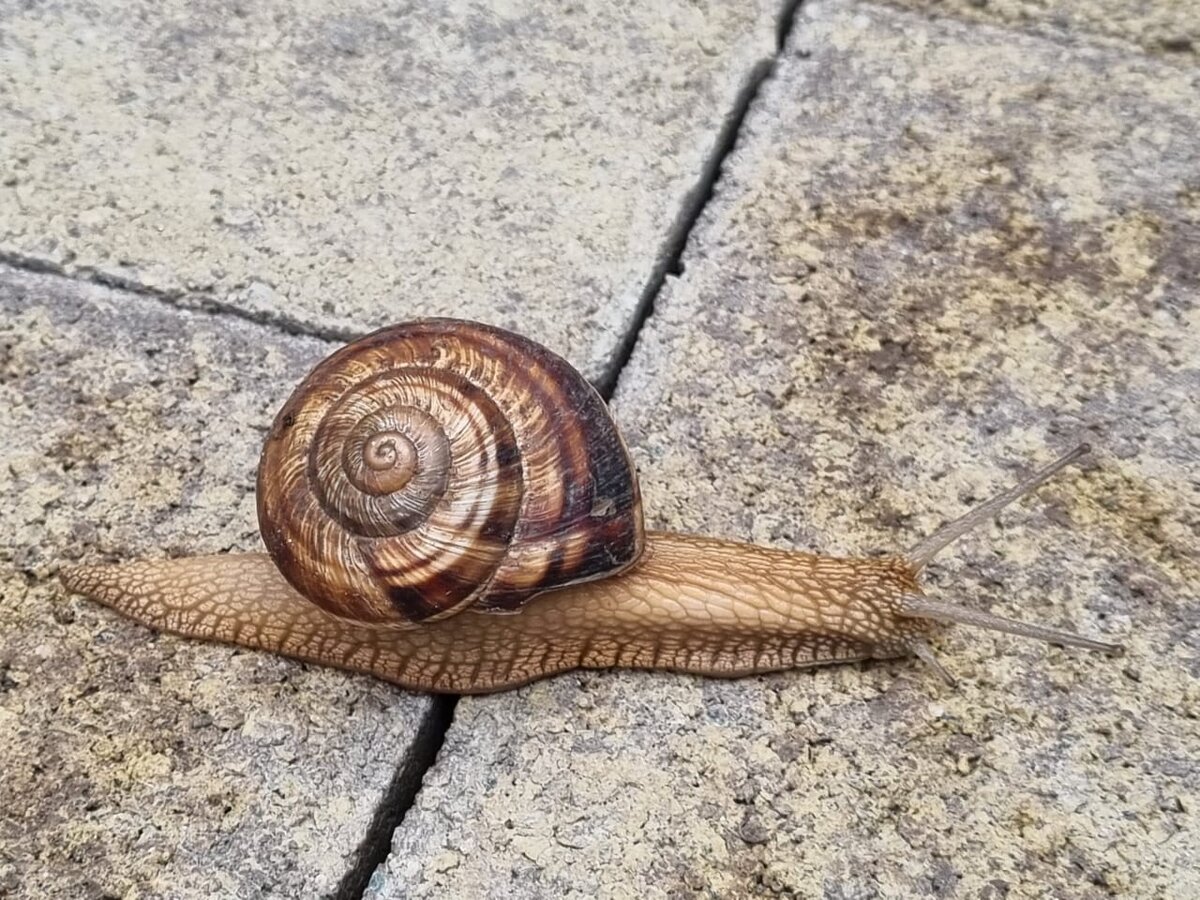 После дождя. Улитка в г.Ессентуки 