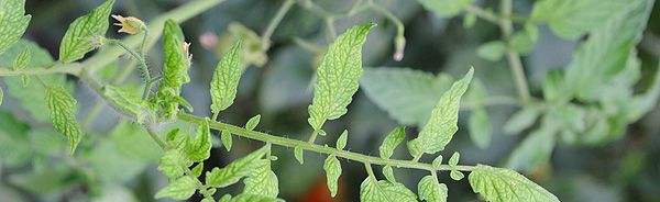 Странные листья сами по себе. а также пятна, прожилки, ожоги на листьях томата - ясный сигнал задуматься о нарушении питания.