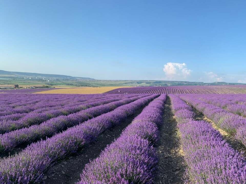 Семигорье Лавандовые поля