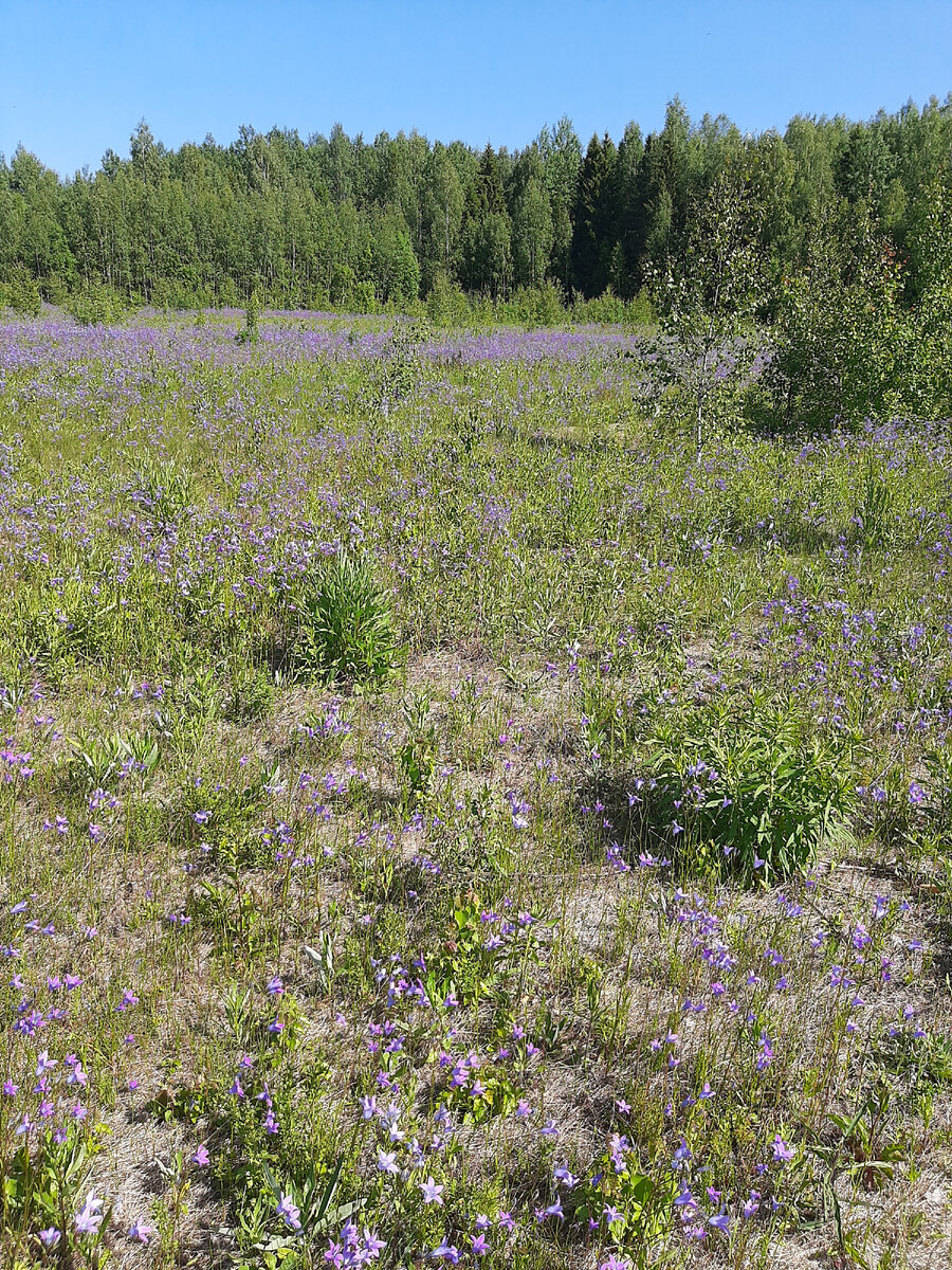 Колокольчик раскидистый