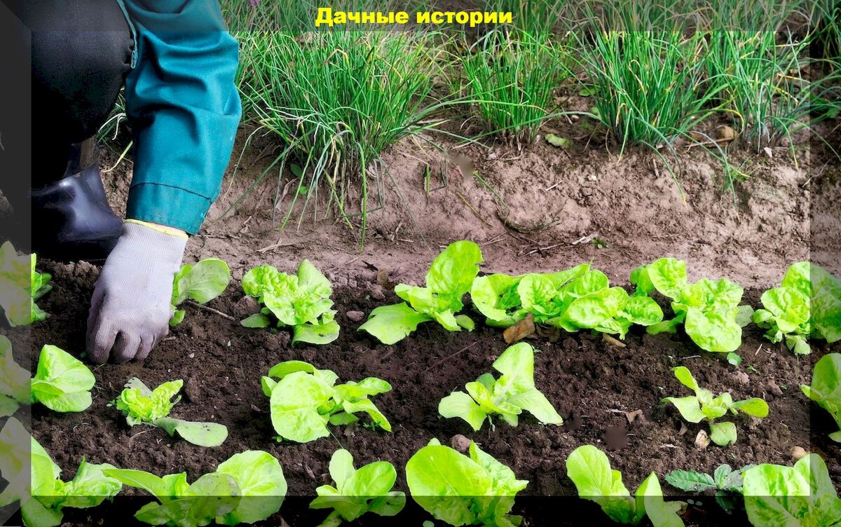 https://vk.com/photo-159774511_457260627