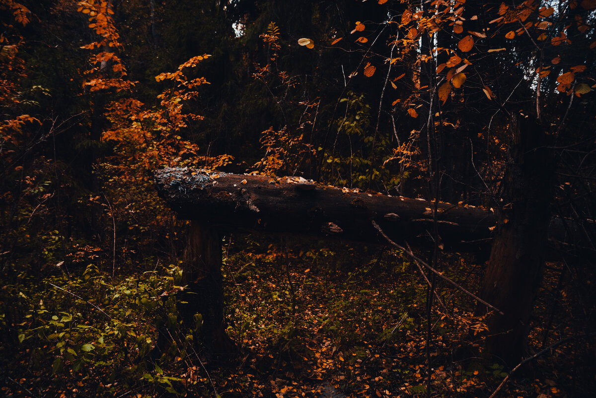 Чаща 2022. Чаща 2022. Чаща 2022. Чаща 2022. Чаща 2022.