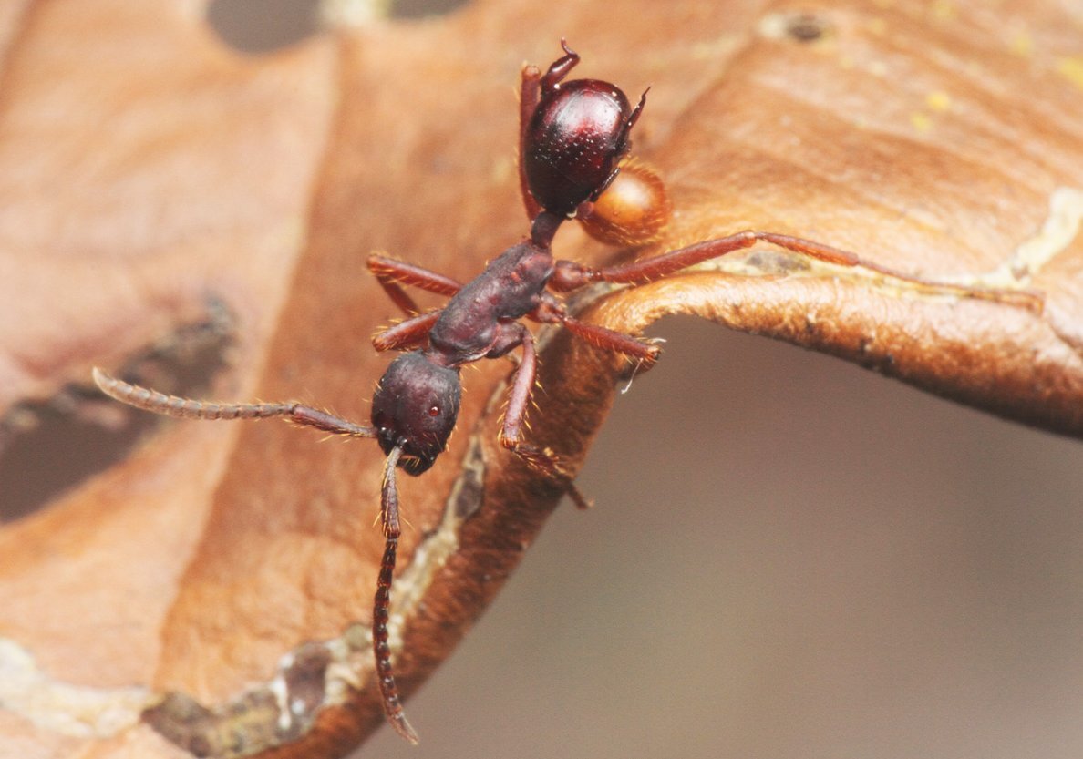 Новый вид насекомых. Жук ломехуза. Жук-Карапузик Nymphister kronaueri. Муравьиный Жук пауссида. Перламутровый муравей.