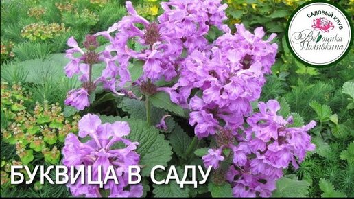 БУКВИЦА САДОВАЯ