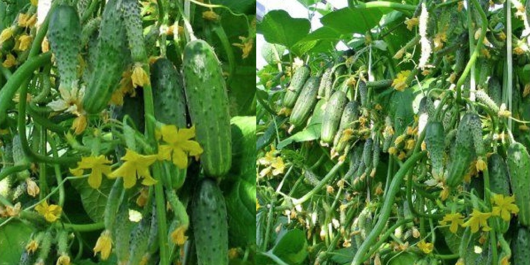 Пучковые огурцы плодоносят непрерывно: лучшая органическая подкормка