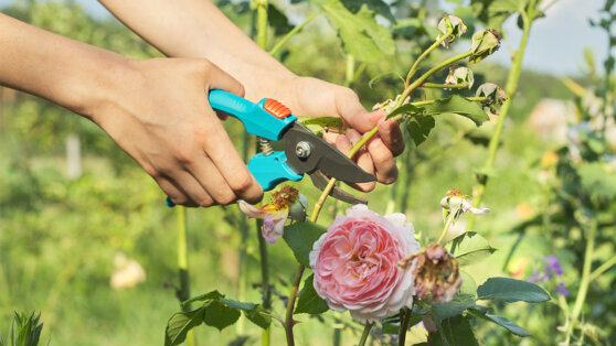    Агроном объяснила, какие растения нужно обрезать в саду в июне Ирина Петрова