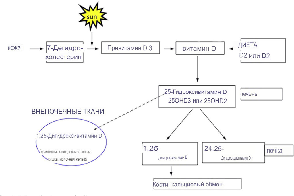 Синтез витамина Д https://www.ncbi.nlm.nih.gov/pmc/articles/PMC3782116/