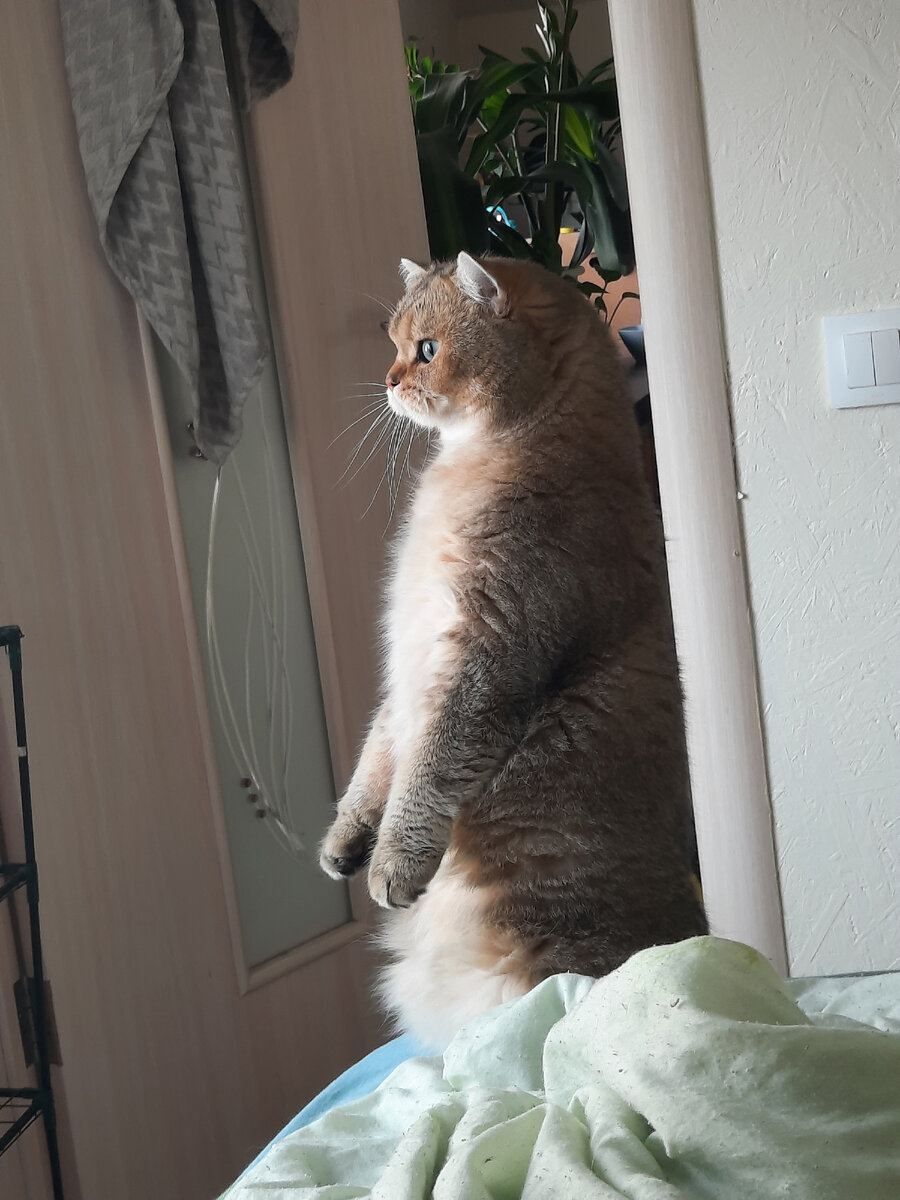 Кот в позе суслика))) увидел что-то в окне и высматривает