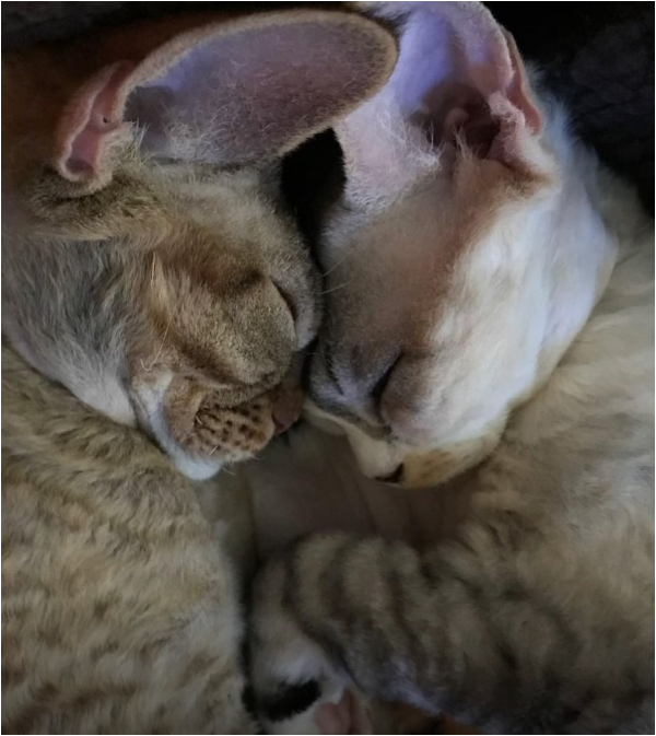 Источник: https://vcc.cfa.org/