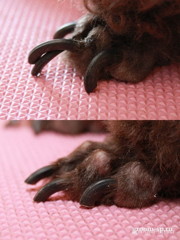 Черные когти. 