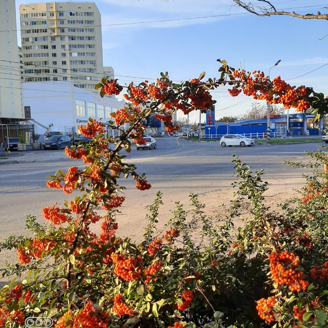 Например, этот кустарник - я ещё так и не выяснила, что за красота))