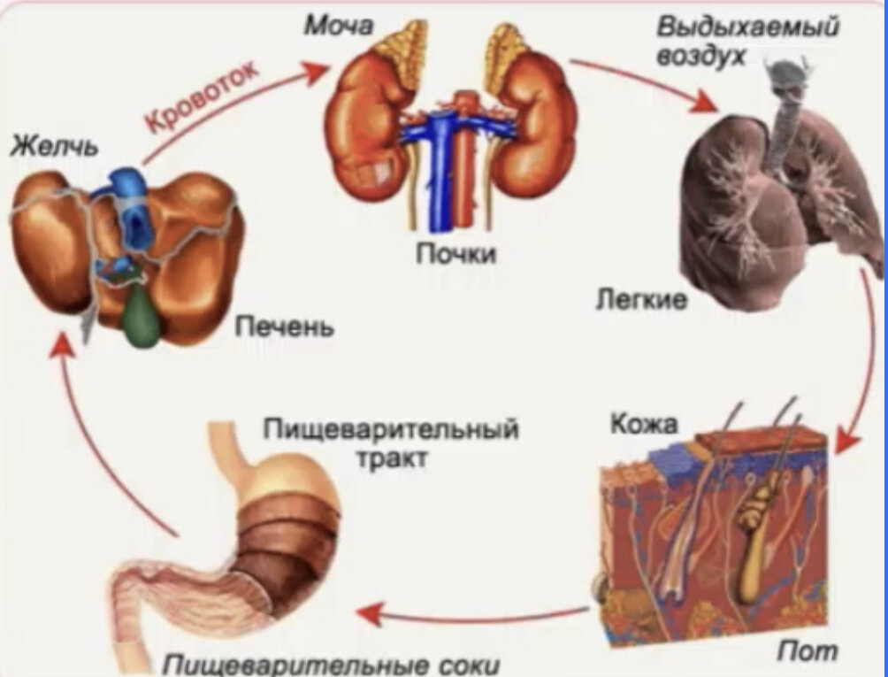 Влияние печени на почки