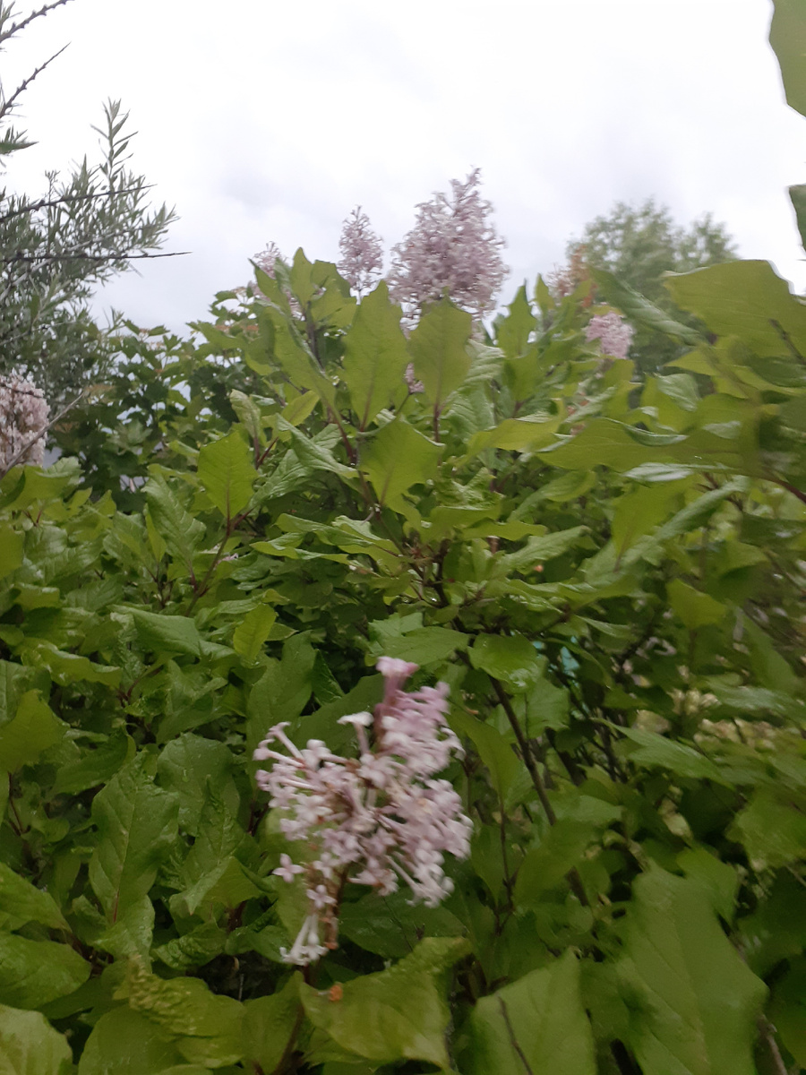 Первые цветочки на моей сирени.