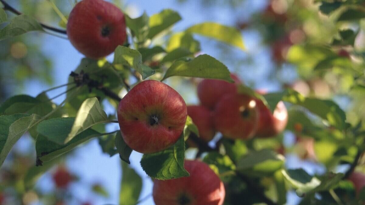    Яблоня© Globallookpress Evgeniy Kanaev